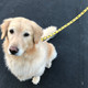 Bruins The Black Dog Pet Leash Image coming soon src=